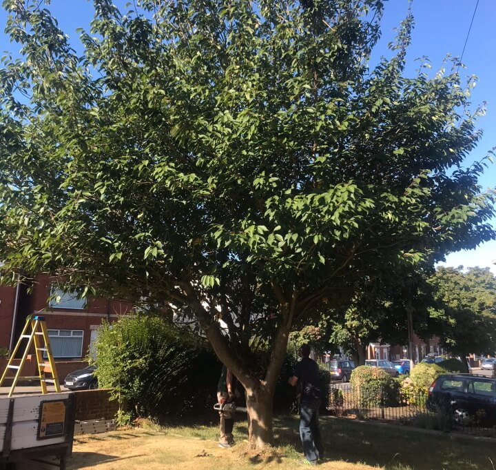 JB Tree Services - Tree Work 1